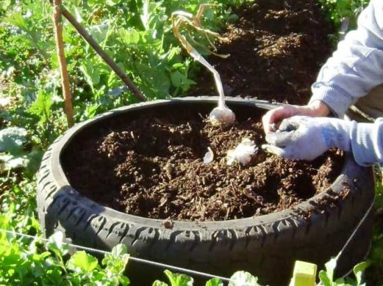 a gardener plants garlic in a tyre filled with compost at Grandview Community Garden