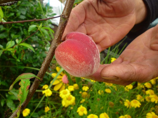 Lovely early season peach 'Orion'. Learn more in our eBook 'How to Plant a Fruit Tree'