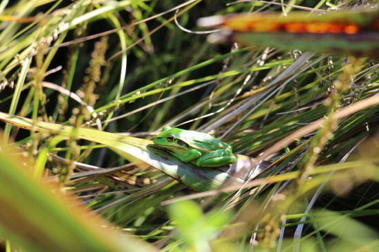 a green and golden bell frog sunbathing among the carex in our suburban backyard